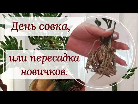 Видео: День совка. Пересадим новичков? 😉 Папоротник крокодил, хемионитис, Вайт Визарт, Сильвер Блаш.