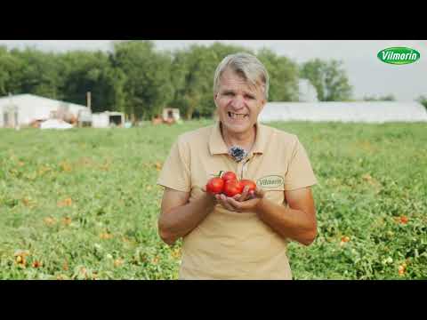 Видео: Сок, паста, консервация? решение найдено – томат «Милта»!