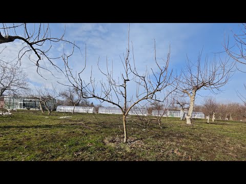 Видео: правила обрезки молодого сада яблони сливы и груши