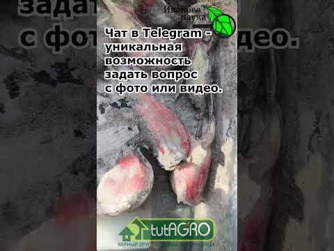 Видео: БЕЗ ЭТОГО ЧЕСНОК НЕ САЖАЮ! Сделайте так и головки вырастут без болезней, крупные и красивые.
