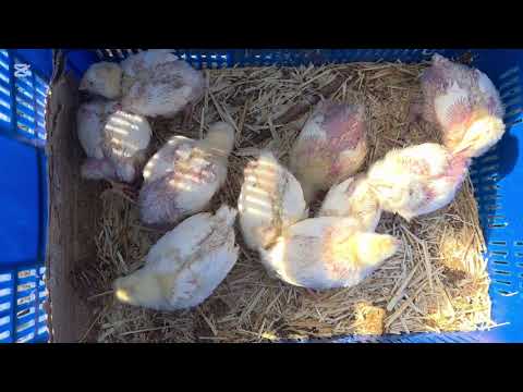 Видео: 6 ноября 2025 г.