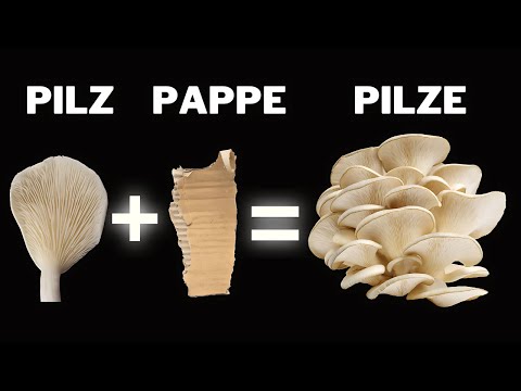 Видео: Выращивание грибов на картоне | Простой и доступный метод для начинающих