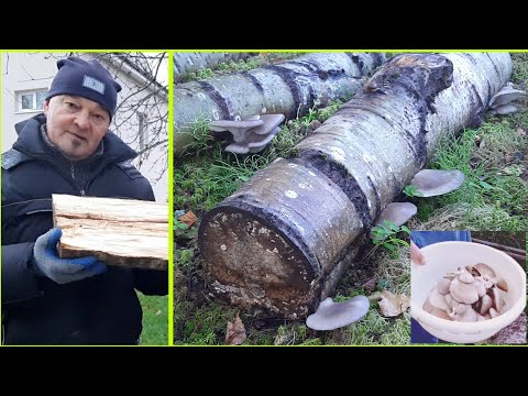 Видео: ГРИБЫ ОКОЛО ДОМА -  ВЕШЕНКА  -  3 ШАГА ОТ ПОСАДКИ ДО ЖЕЛУДКА. ВЫРАСТИ ГРИБ - НАКОРМИ СЕМЬЮ