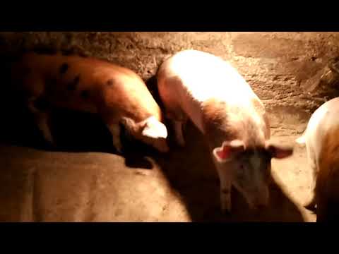 Видео: Расход корма и денег на свиней за 5 месяцев откорма!