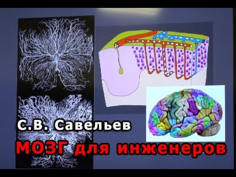 Видео: С.В. Савельев - Мозг для инженеров