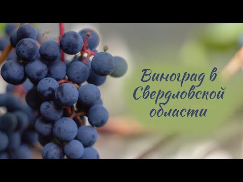 Видео: Виноград в Свердловской области