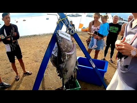 Видео: Кубок по подводной охоте. Взяли Тунца и спинорога!