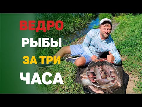 Видео: ведро рыбы за три часа