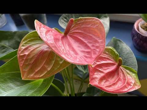 Видео: Обзор растений на кухне. Часть первая.