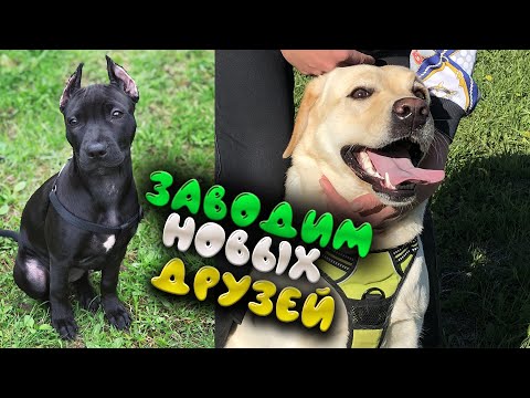 Видео: Питбуль и Лабрадор. Первая встреча.