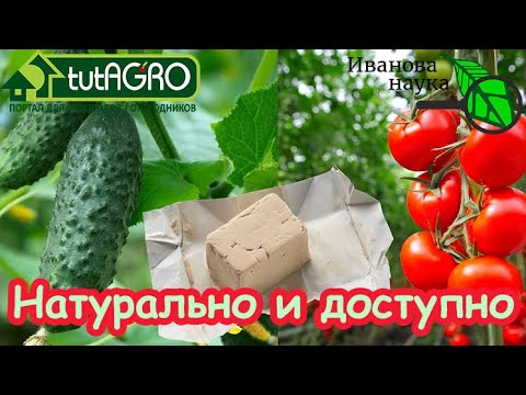 Видео: САМАЯ ДЕШЕВАЯ ПОДКОРМКА ДЛЯ ВАШИХ РАСТЕНИЙ! Рассада прёт как на дрожжах!