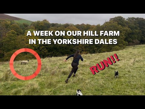 Видео: Покупка лошади породы Свейлдейл на аукционе Скиптон и неделя на ферме