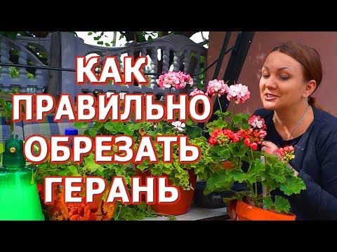 Видео: Как обрезать герань на зиму. Осенняя обрезка пеларгонии.