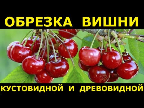 Видео: Подробно про обрезку вишни: древовидные и кустовидные сорта, их отличия и разный подход к обрезке