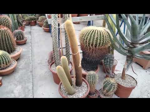 Видео: Денежное дерево цветет.Кактусные теплицы Маттиаса Уллига.Германия.