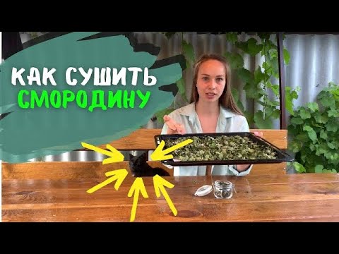 Видео: Как сушить смородину для чая в домашних условиях. Как ферментировать листья смородины для чая.