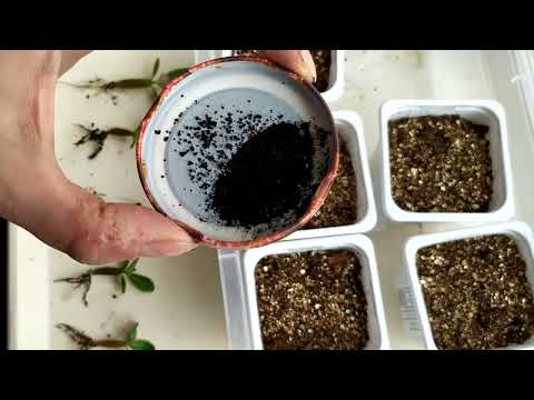 Видео: Пикировка адениумов (2 недели сеянцам).