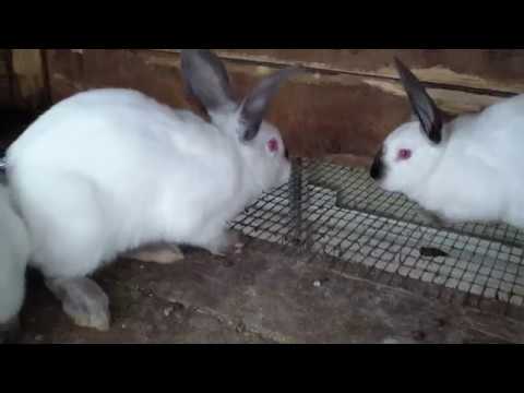 Видео: Второй шанс и что из этого получилось