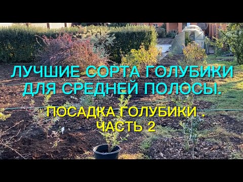 Видео: Лучшие сорта голубики для средней полосы. Посадка голубики. Часть 2.🌿🌿🌿