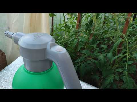 Видео: ФІТОСПОРИН - ПРОФІЛАКТИКА ФІТОФТОРИ ТА ІНШИХ ГРИБКОВИХ ІНФЕКЦІЙ