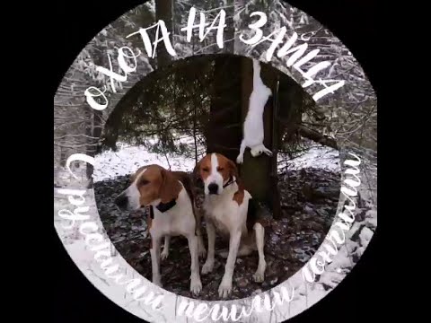 Видео: Новогодняя охота на зайца с русскими пегими гончими