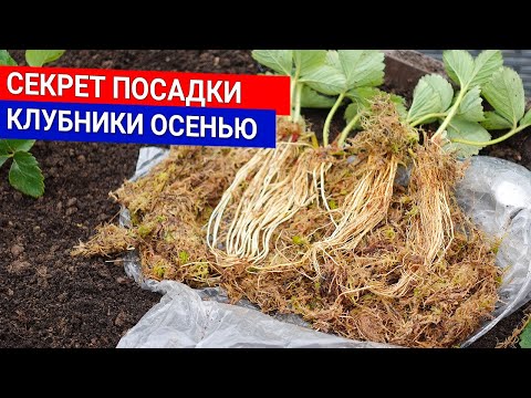 Видео: СЕКРЕТ ПОСАДКИ клубники осенью. Что положить в лунку