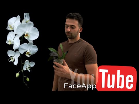 Видео: ￼￼как Пересадить Орхидею Фаленопсис Зимой  и можно ли?