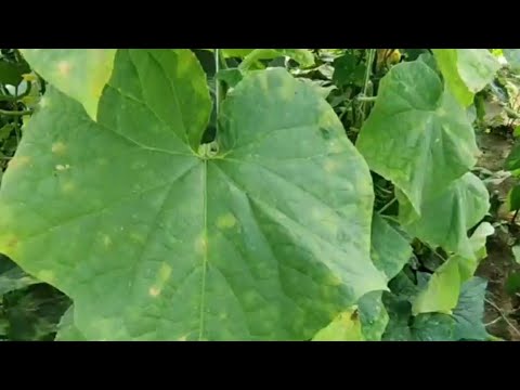 Видео: Жовті плями на листі огірка. Пероноспороз, методи боротьби