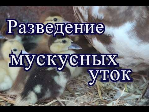 Видео: Разведение мускусных уток.(01.07.2016 г.)