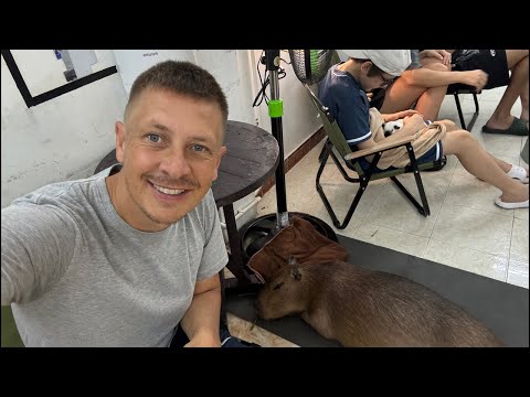 Видео: Вьетнам Нячанг капибары ищу попутчицу в кругосветное путешествие по миру автостопом с палаткой