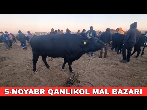Видео: 5-НОЯБРЬ/КАНЛЫКОЛ МАЛ БАЗАРЫ/СКОТНЫЙ РЫНОК/BUQALAR/BIG BULLS IN THE WORLD/BIG COW