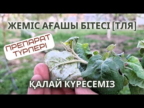 Видео: ЖЕМІС Ағашы Зиянкестерімен КҮРЕСУ, Препараттар айырмашылығы