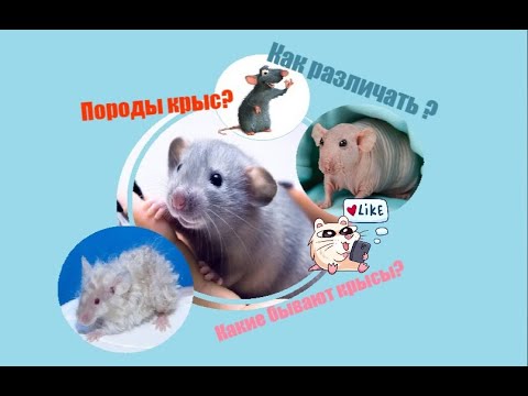 Видео: РАЗНОВИДНОСТИ КРЫС. КАК РАЗЛИЧАТЬ ПОРОДЫ? СКОЛЬКО ИХ?
