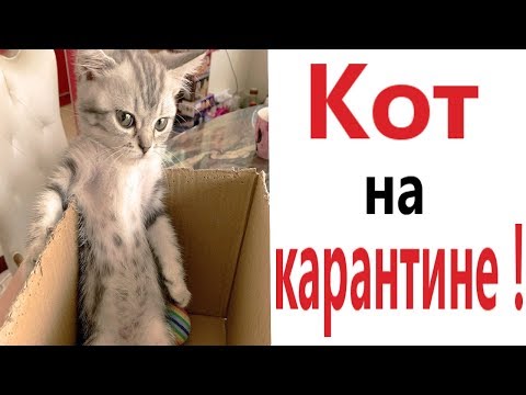 Видео: Приколы. КОТ НА КАРАНТИНЕ!!! Тест на психику! Засмеялся проиграл! – Доми шоу!