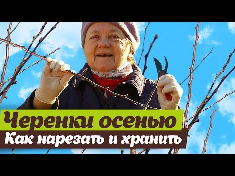 Видео: Черенки для весенних прививок.  Как заготовить и сохранить