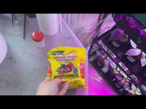 Видео: Рассада томатов через месяц 3 апреля 2022 г. Что надо делать дальше ?