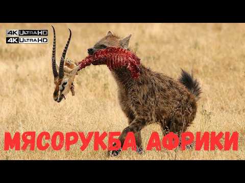 Видео: ОТГОЛОСКИ МИОМБО: КАК ХИЩНИКИ ВЫЖИВАЮТ В ЛЕСНОЙ МЯСОРУБКЕ АФРИКИ? 🩸🌳