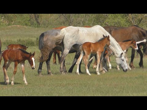 Видео: Май. Жеребячий табун.
