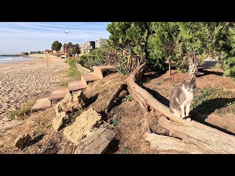 Видео: Утренняя прогулка по берегу Чёрного моря с.Равда, Болгария /Ravda, Bulgaria