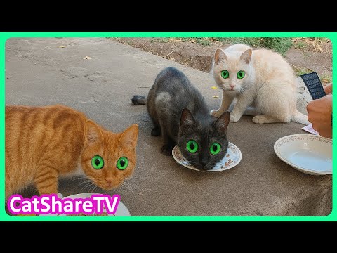 Видео: Семья Котов Канала CatShareTV 🔥