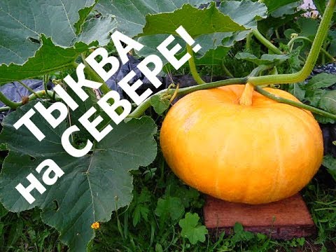 Видео: ТЫКВА на МЕШКАХ!