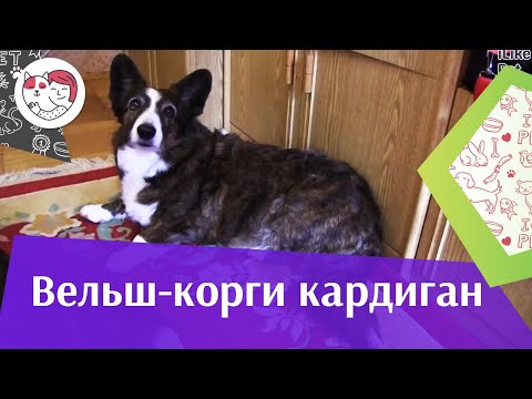 Видео: Вельш корги кардиган на  ilikepet