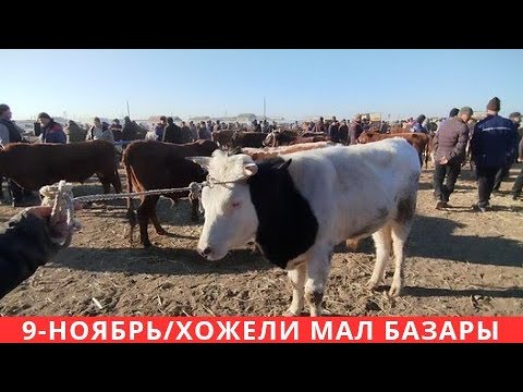 Видео: 9-НОЯБРЬ/ХОЖЕЛИ МАЛ БАЗАРЫ 