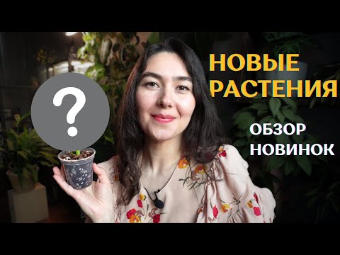 Видео: ПЕРВЫЕ новинки РАСТЕНИЙ в коллекции | март 2024 | растения из ТАИЛАНДА