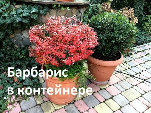 Видео: ВЫРАЩИВАНИЕ БАРБАРИСА  в КОНТЕЙНЕРЕ. Мой опыт