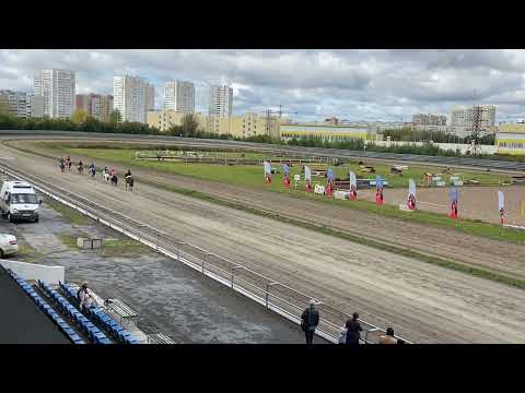 Видео: Скачка на пони