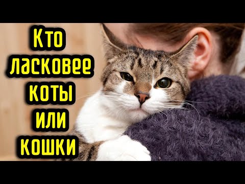 Видео: Кто ласковее коты или кошки