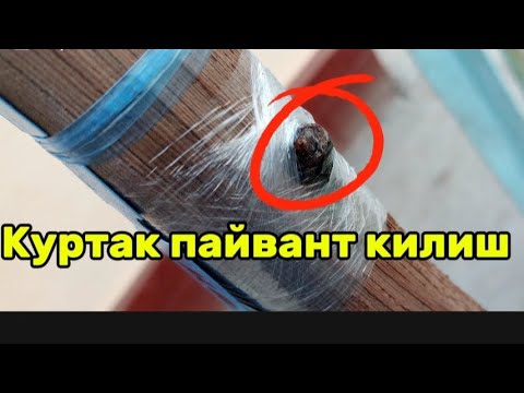 Видео: Куртак пайвант килиш тел:90 337-67-54