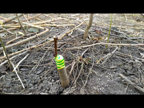 Видео: прививка деревьев