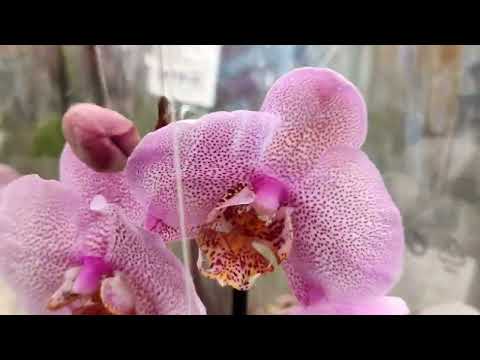 Видео: 02.03.24г.Море орхидей в Леруа Юдино  Подмосковье. 👍😍